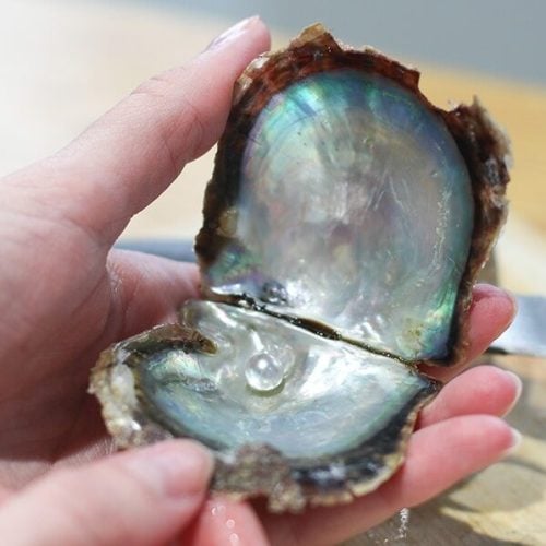 A lustrous pearl within an shell, for the pick a pearl experience.